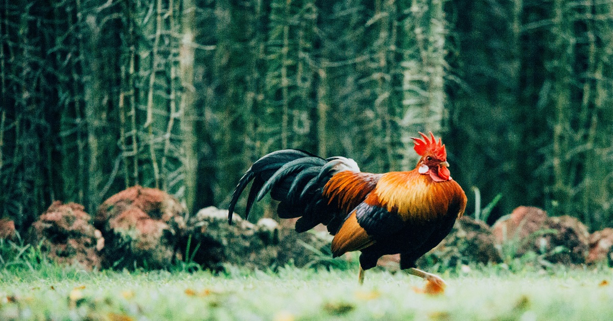 Running brown and black rooster in a forest
